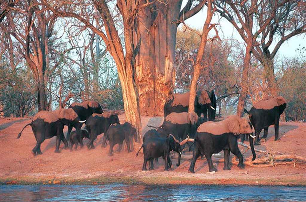 Victoria Falls and Chobe Package – 5 Nights/6 Days