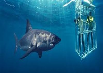 Shark Cage Diving South Africa