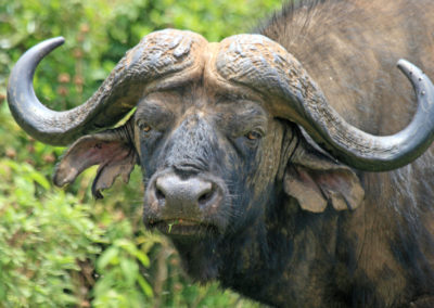African_buffalo_in_Aberdare_NP kenya