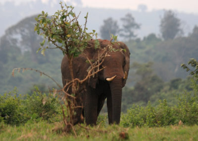 African_elephant_in_Aberdare_NP kenya
