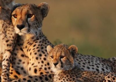 Cheetah Masai Mara kenya