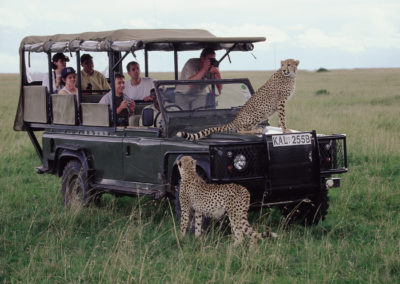 Cheetah on safari car kenya