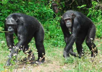 Chimpanzee-sanctuary-sweetwaters-olpejetaconservancy.org kenya
