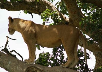 Lion Uganda