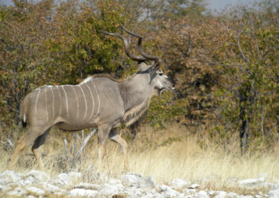 Kudu Etosha National Park Namibia