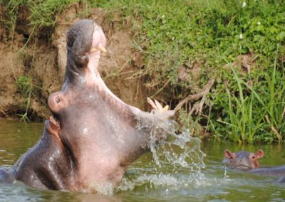 Hippo Uganda