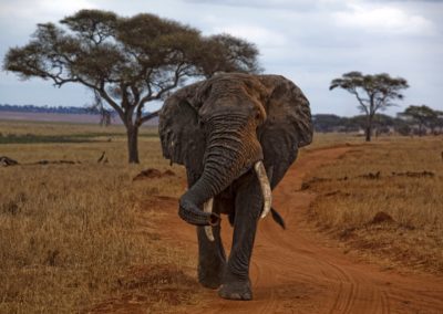 Manyara Elephant
