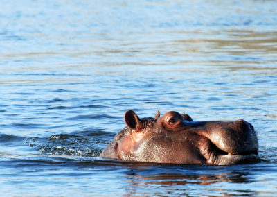 Victoria Fall Hippo
