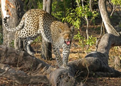 africa_big_cat_botswana_cat_cheetah_leopard_national_park_nature