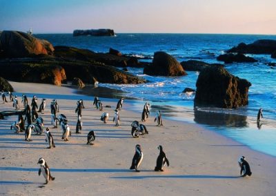 Boulders Colony Penguine Colony Botlierskop Shark Diving Tour South Africa
