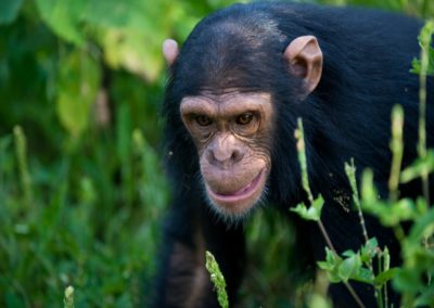 chimpanzees uganda