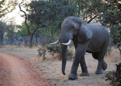 elephant_zambia_south_luangwa_national_park_africa_safari_wildlife-botswana