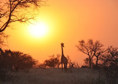 giraffe_africa_safari_wildlife_wild_animal_mammal_reserve-botswana