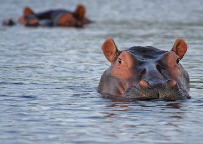 hippo_hippopotamus_animal_look_attention_water_wild_animal_wilderness-botswana