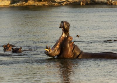 hippopotamus_hippo_animal_wild_water_yawn_mammal_wildlife-botswana