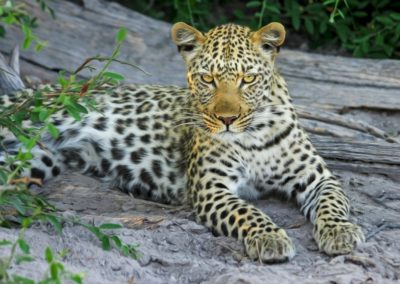 leopard_cat_big_cat_wildcat_botswana_africa_safari_okavango_delta-Botswana