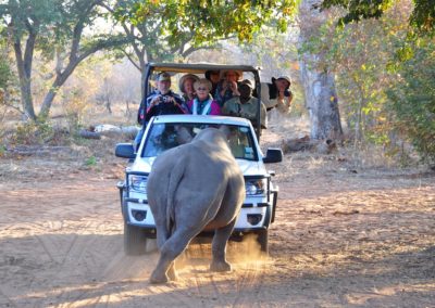 Rhino Encounter Tour