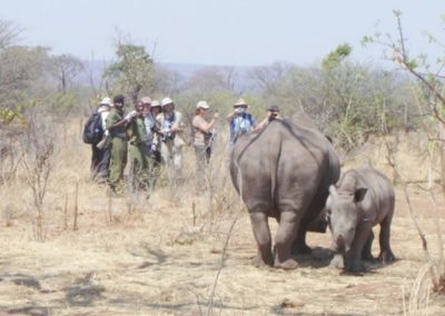 Rhino Trekking Safari Livingstone Museum Zimbabwe