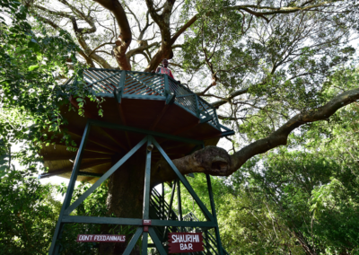 Fig-Tree-Camp-Masai-Mara-4