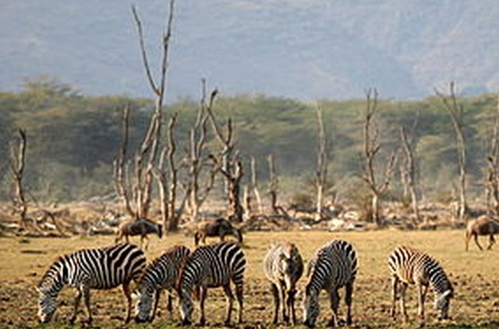 Tanganyika Family Safari