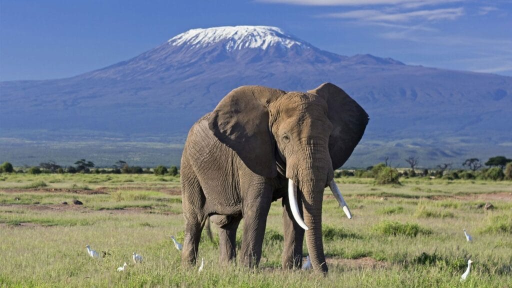 Amboseli 1
