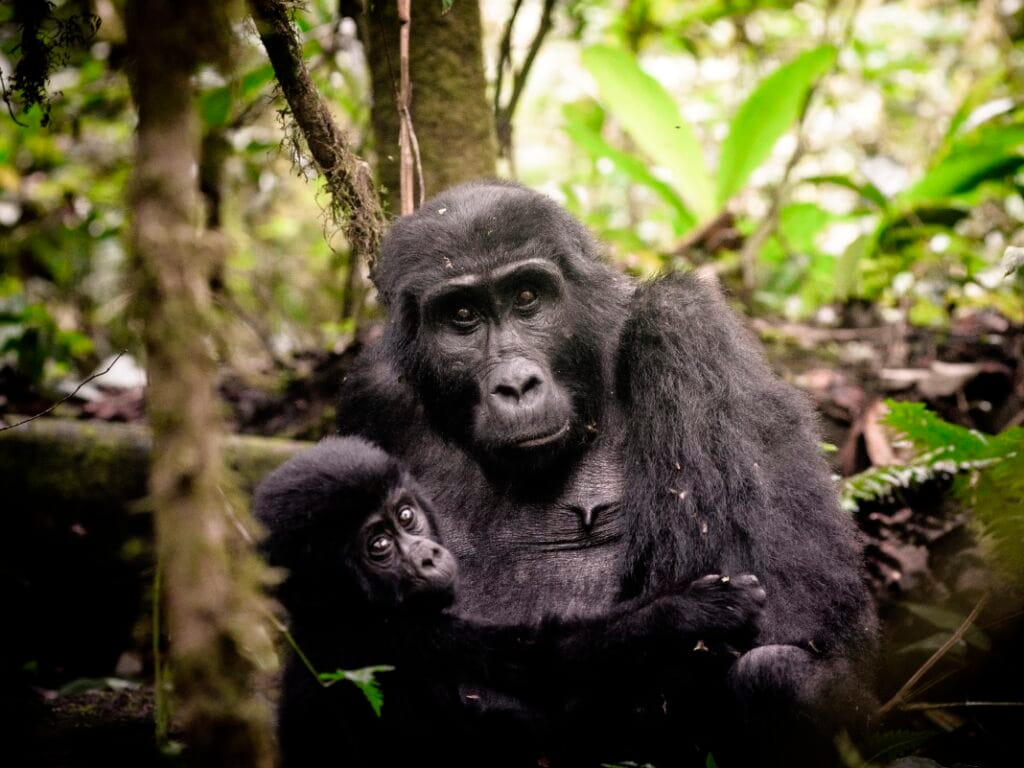 Uganda, Sanctuary Gorilla Forest Camp