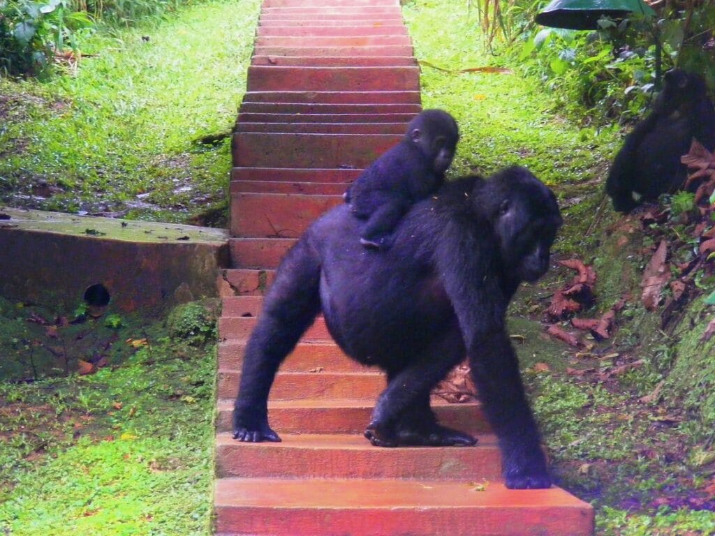 Africa; Uganda; Sanctuary Gorilla Forest Camp