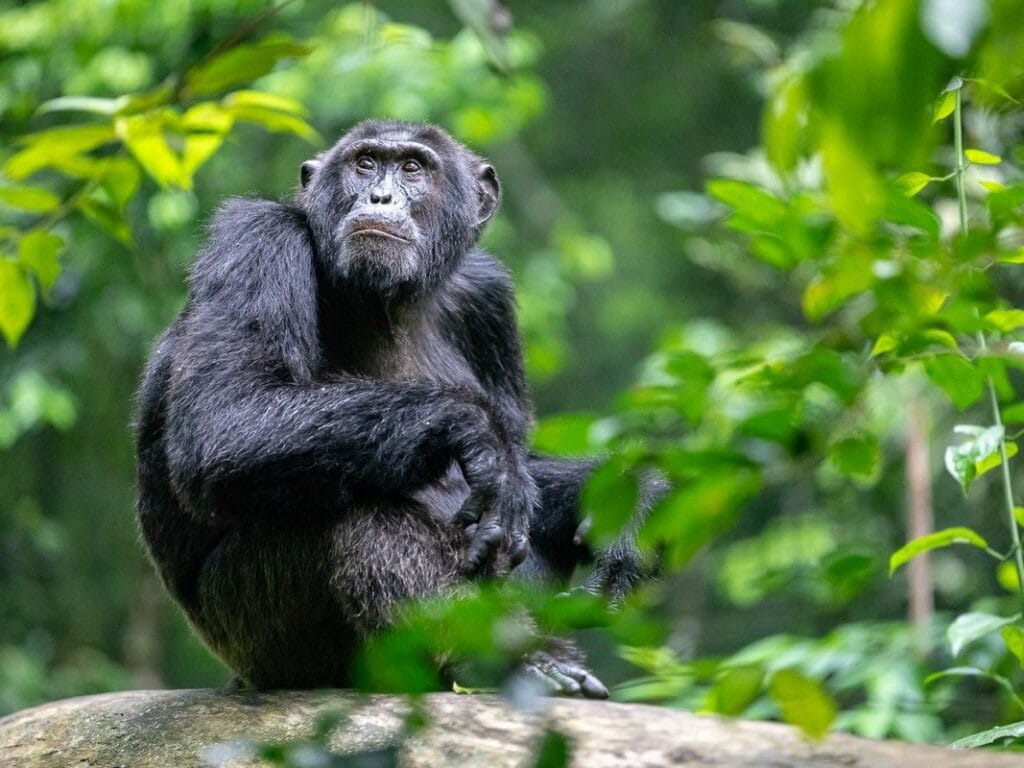 chimpanzee