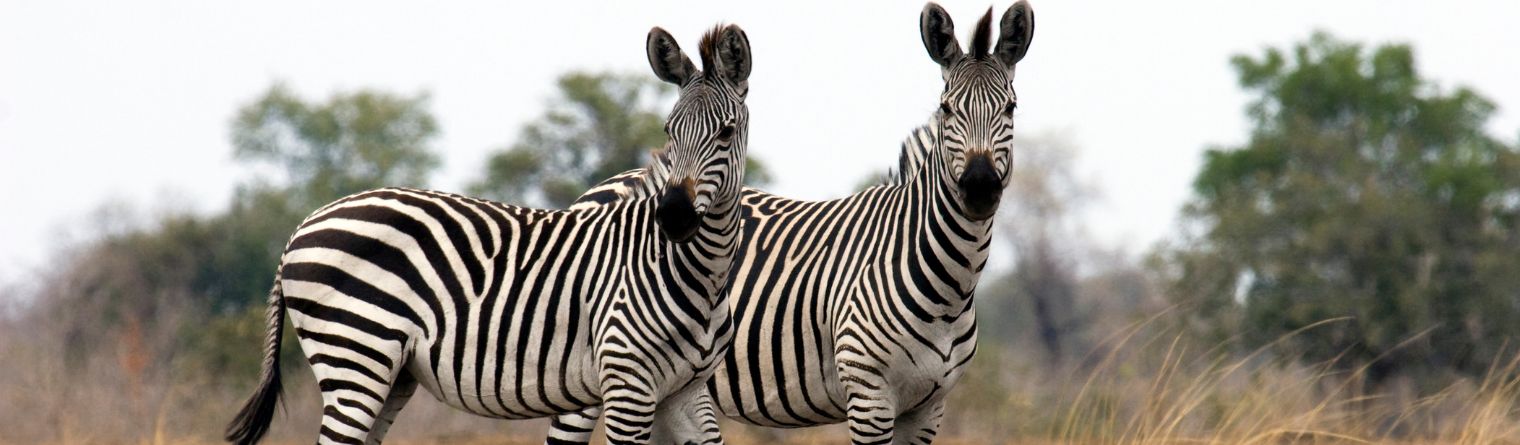 Luxury Zambia safari