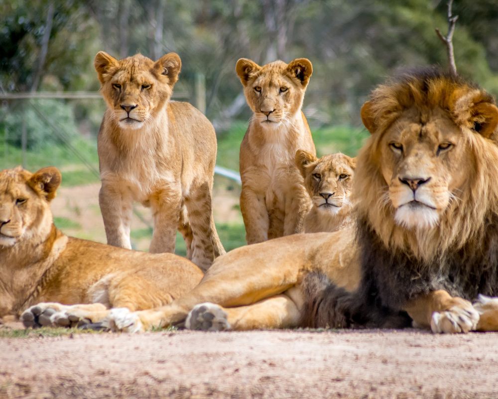 Ngorongoro-Serengeti-Zanzibar