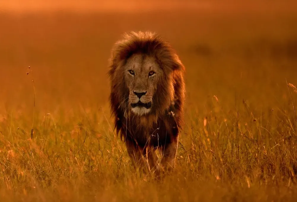 Custom safari Africa