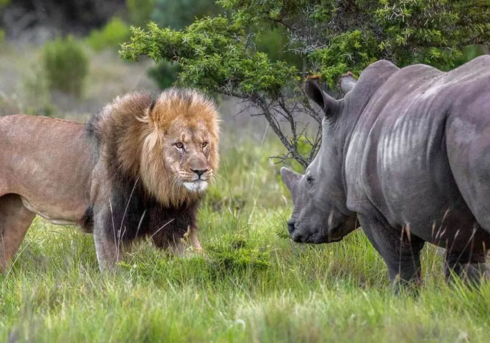 Private safari planning Africa 2