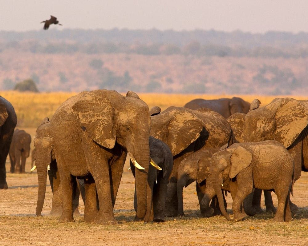 BOTSWANA HIGHLIGHTS THUMBNAIL