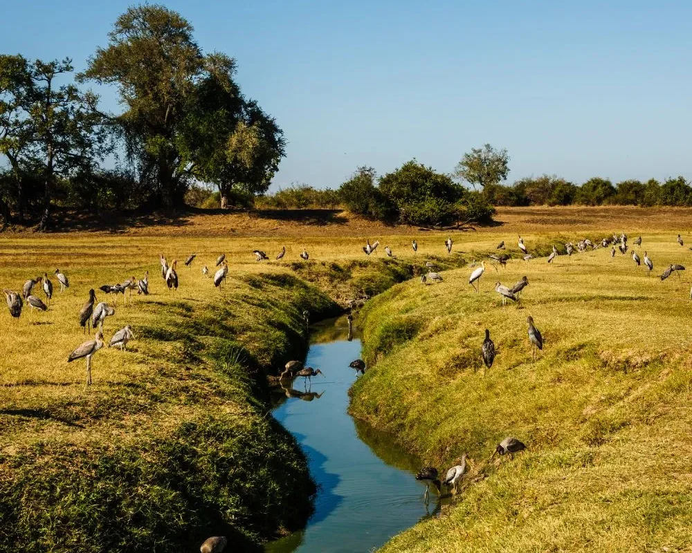 Lower-Zambezi-National-Park-Zambia-2