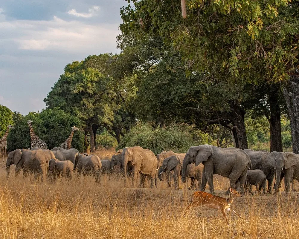 South-Luangwa-National-Park-Zambia